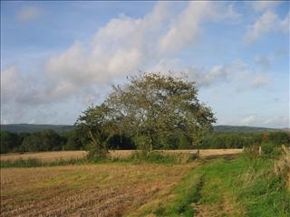Landscape looking west