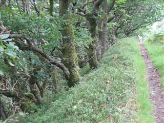 Oaks on a slope