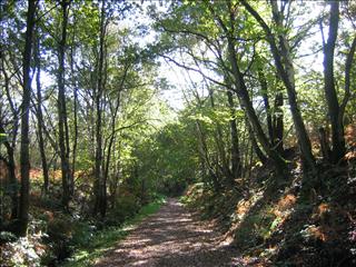 Cycle path from Milkwall to Darkhill