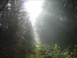 Near Moseley Green